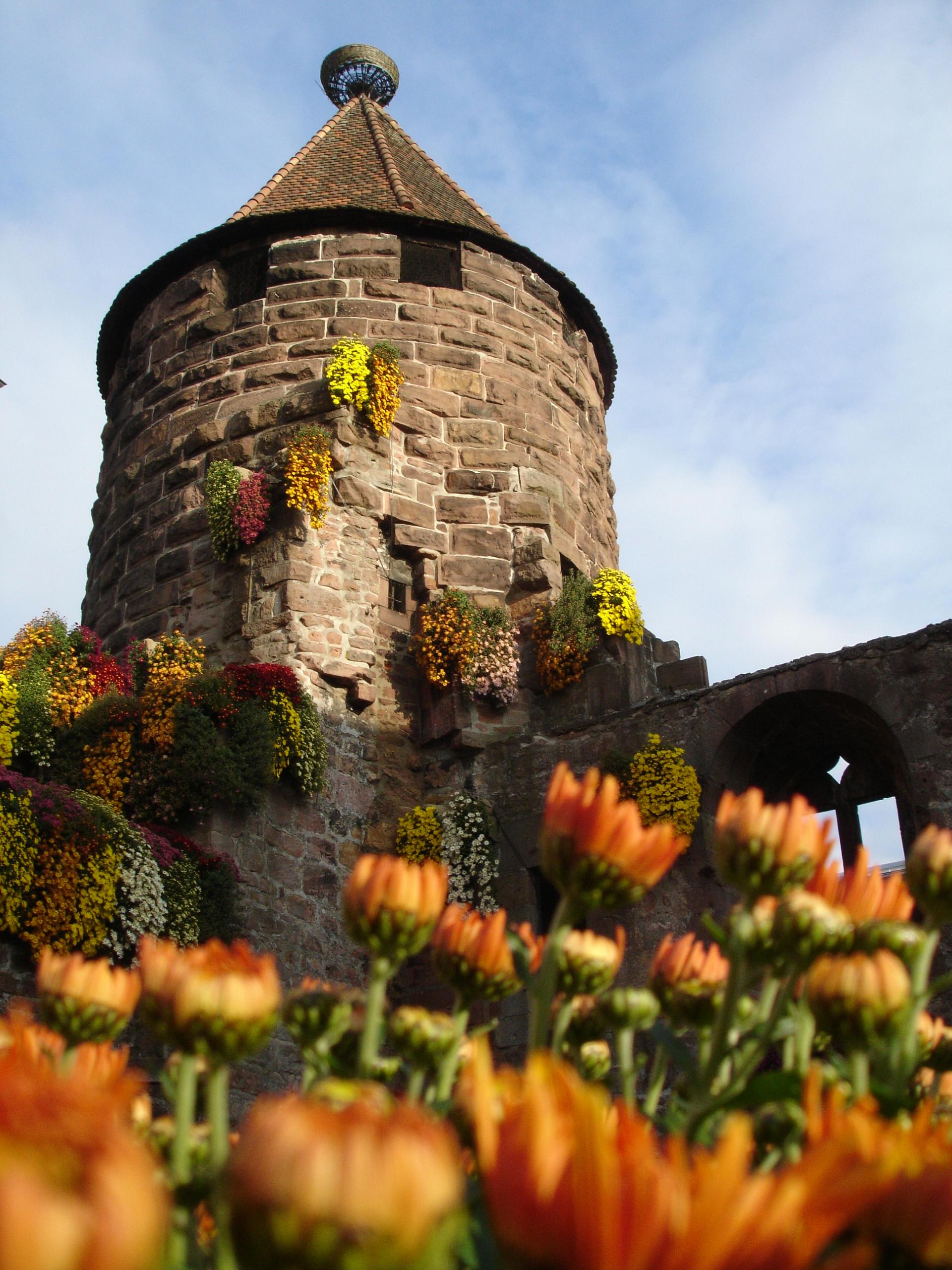 Top Event - Große Eröffnungsfeier Chrysanthema